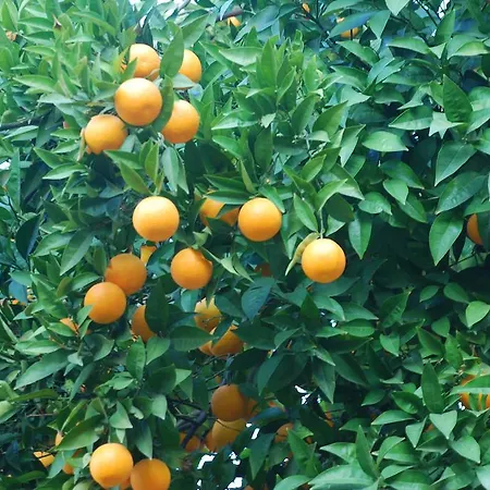 ホテル Nazar セルチュク